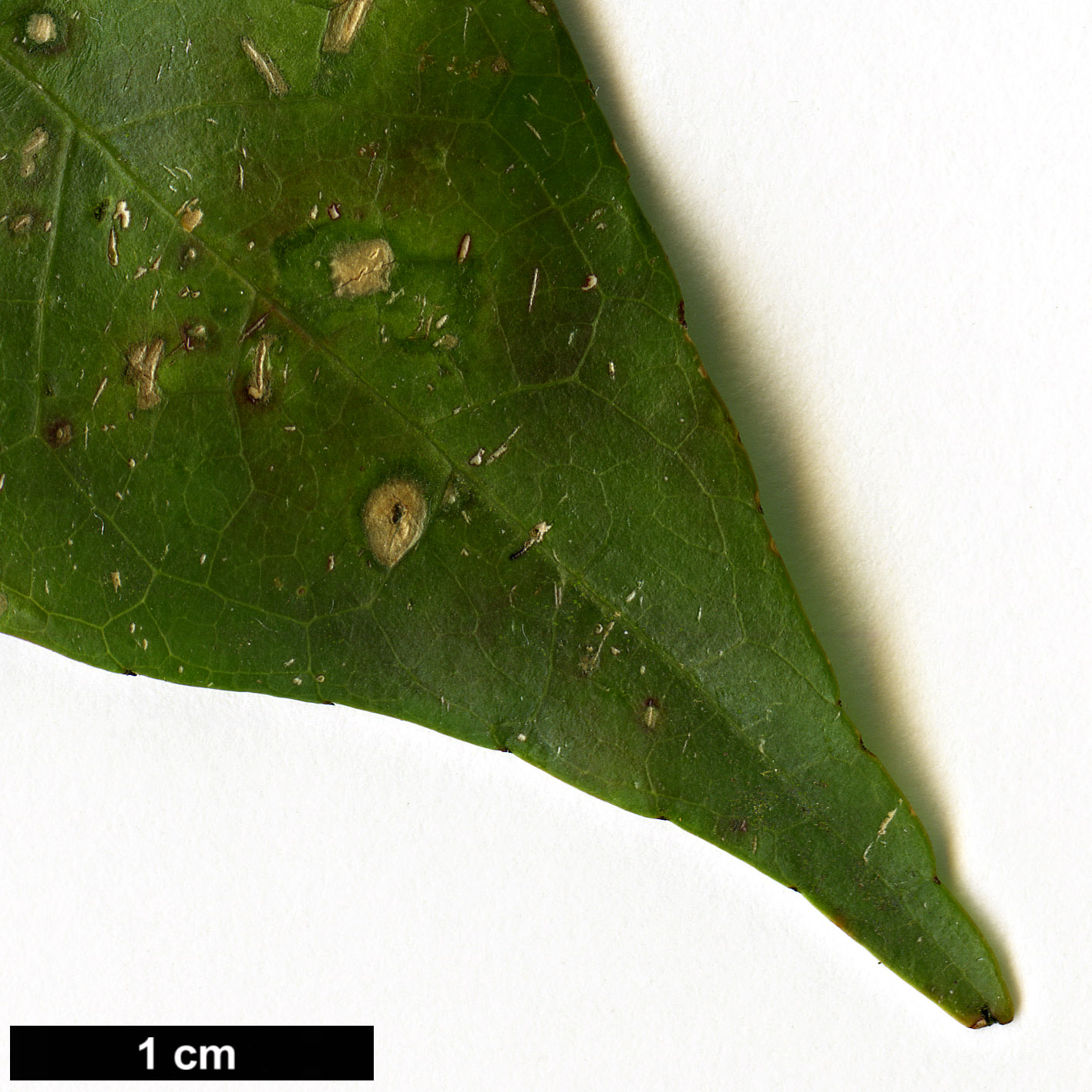 High resolution image: Family: Elaeocarpaceae - Genus: Elaeocarpus - Taxon: glabripetalus 